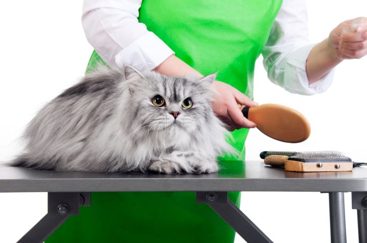 Cat-Grooming