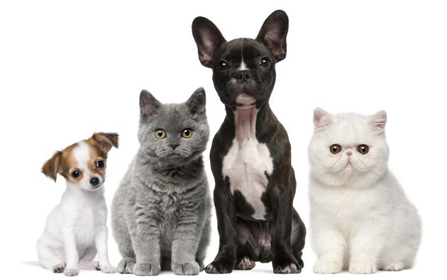 pet-services-grooming